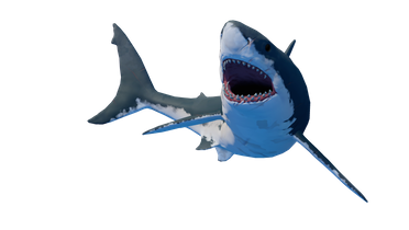 Shark_2
