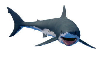 Shark_3