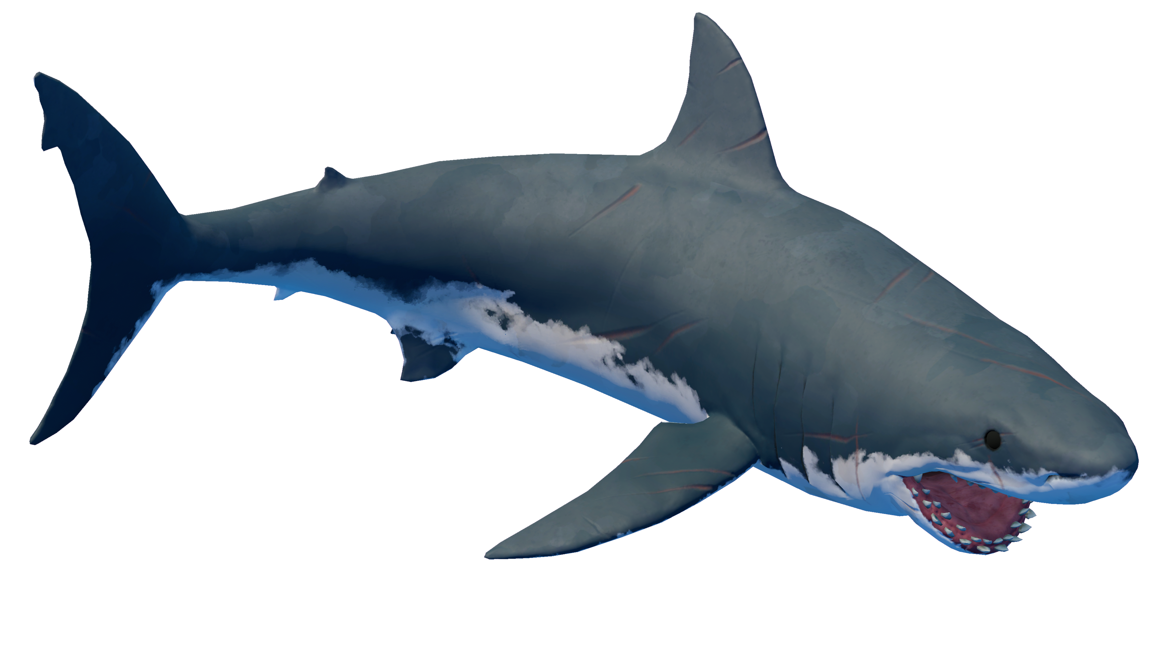 Shark_4