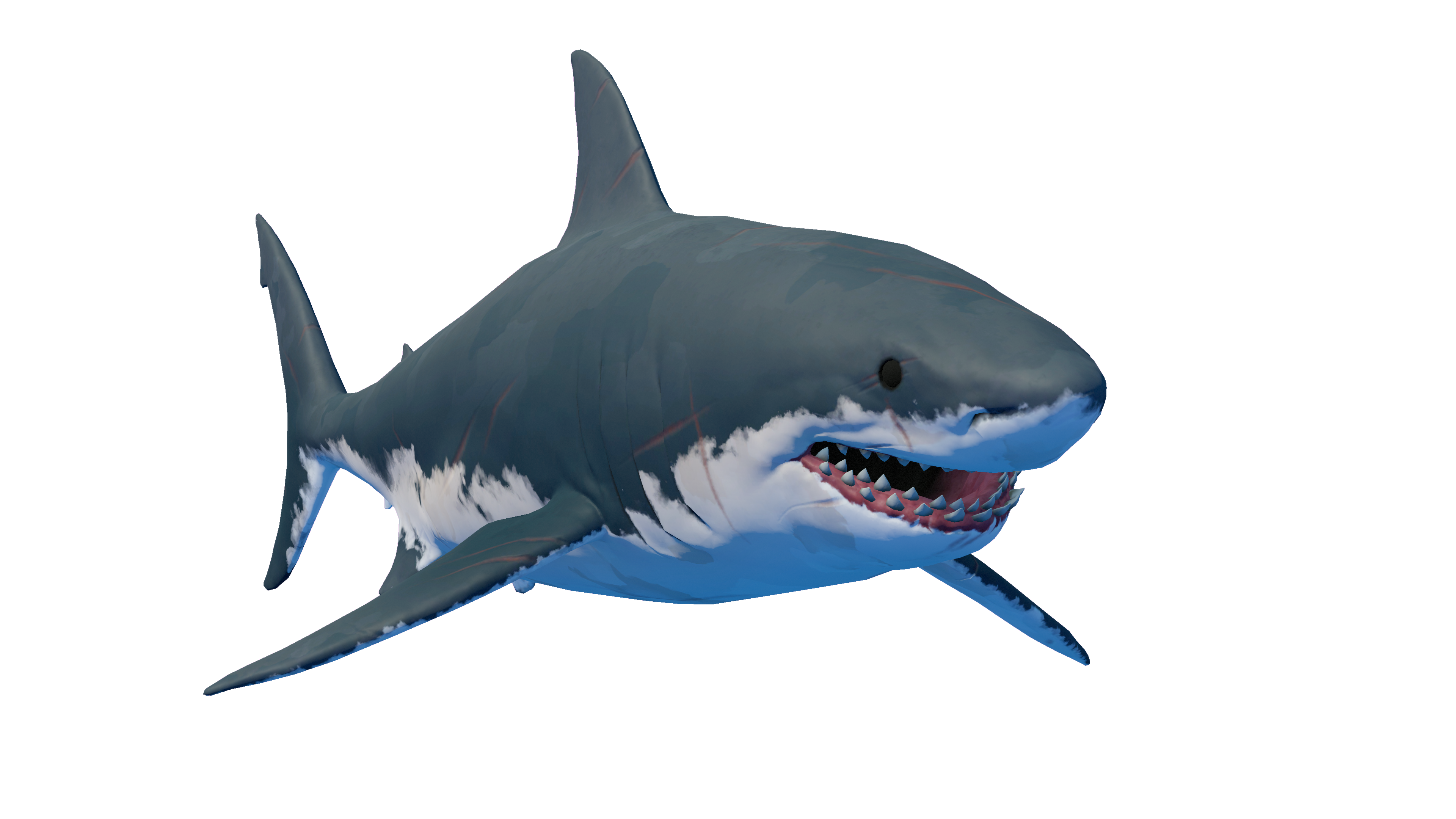 Shark_5