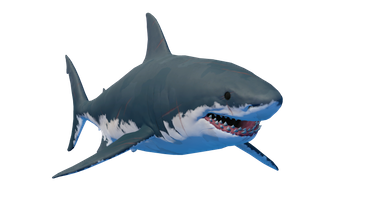 Shark_5